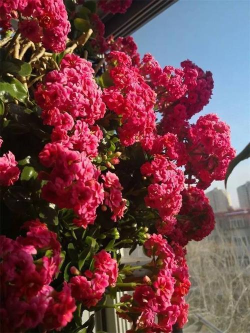 老妈养兰3年的长寿花，长成“巨无霸”老桩，开成大花球！