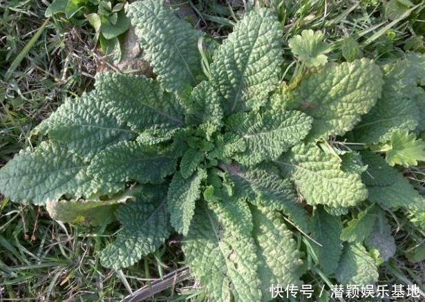 野菜|这种野菜虽长相丑陋,却是餐桌上的美食,还有很高的药用价值