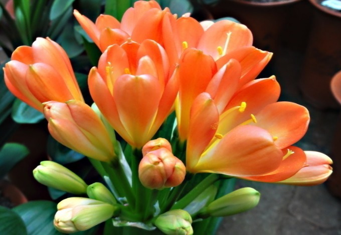 叶片|新手养君子兰,浇水记住“1句话”,不怕烂根,叶片更绿