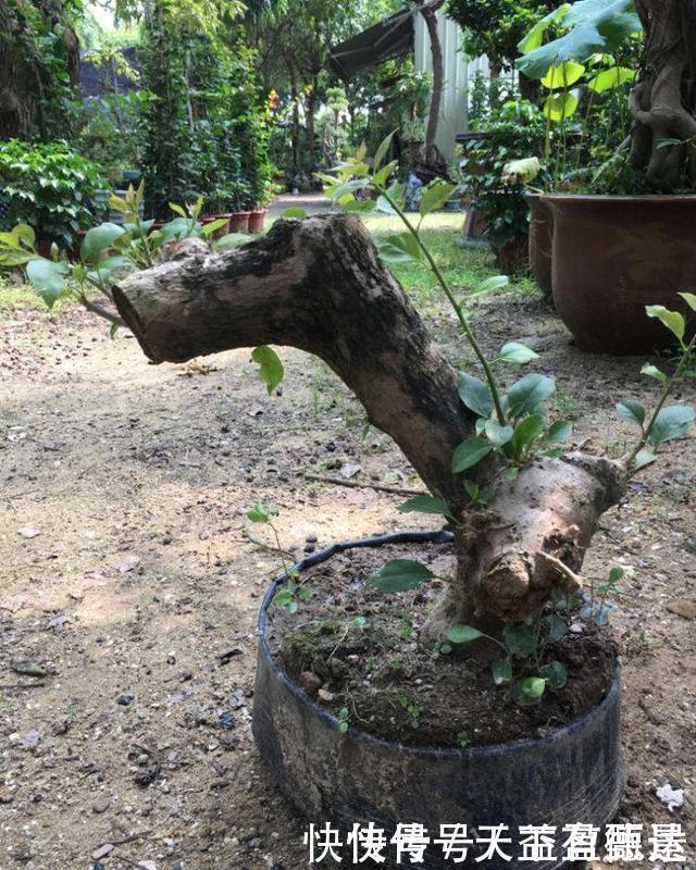 三角梅老根不要丢,4步做成根艺盆景,价值翻倍