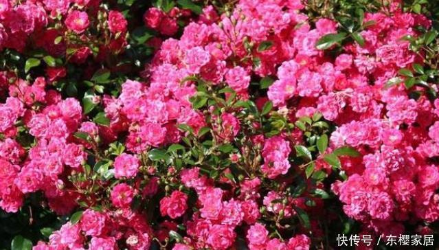 花朵|20款露台月季品种,超级丰花、适合露台、阳台盆栽,皮实好养