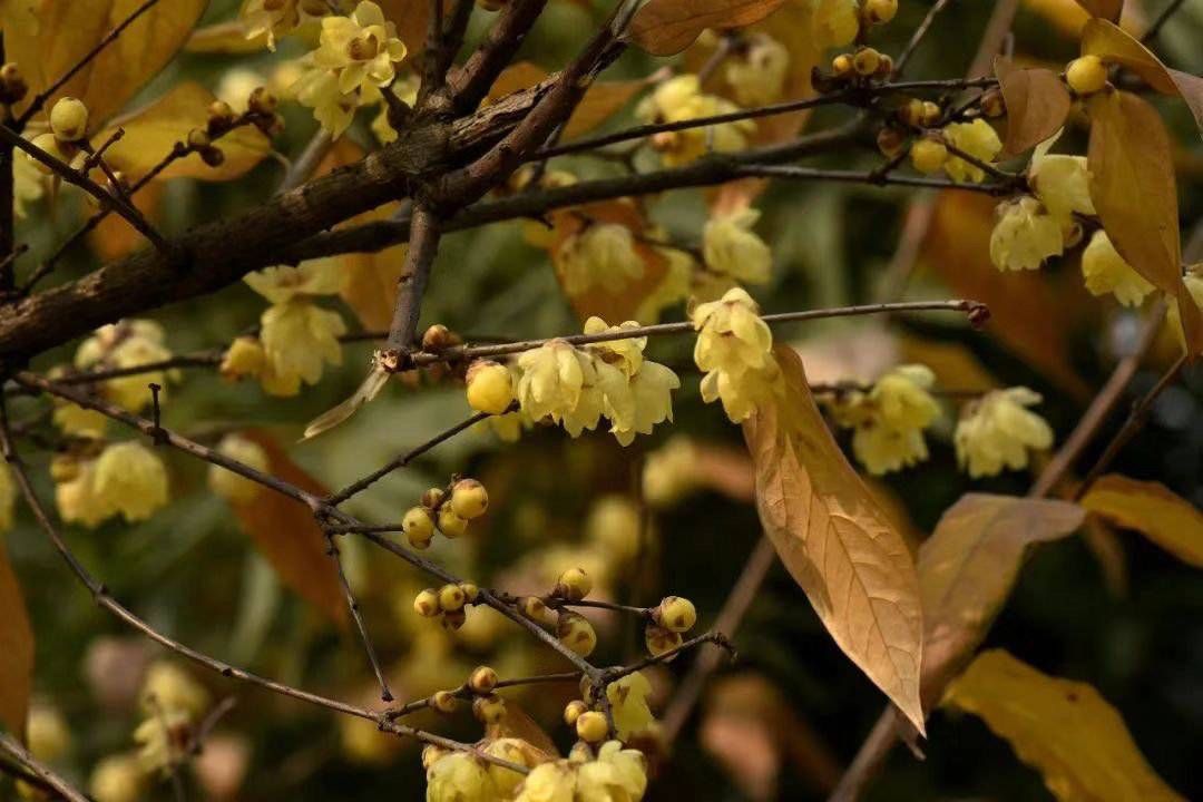 蜡梅|走，赏蜡梅！成都公园城市蜡梅观赏指数首次发布