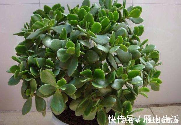 叶片|懒人不适合养花?错!选择5种花,不挑土,耐干旱,不管它都长!