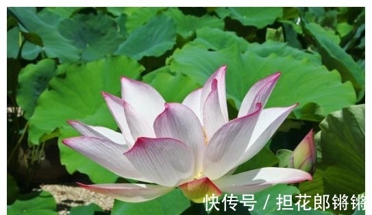 属相|进入9月初,4属相运势上涨,财源广进,事业进步,日子美满