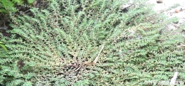 车前草|生在路旁被踩踏,价值却很高,30元一斤,你们认识吗