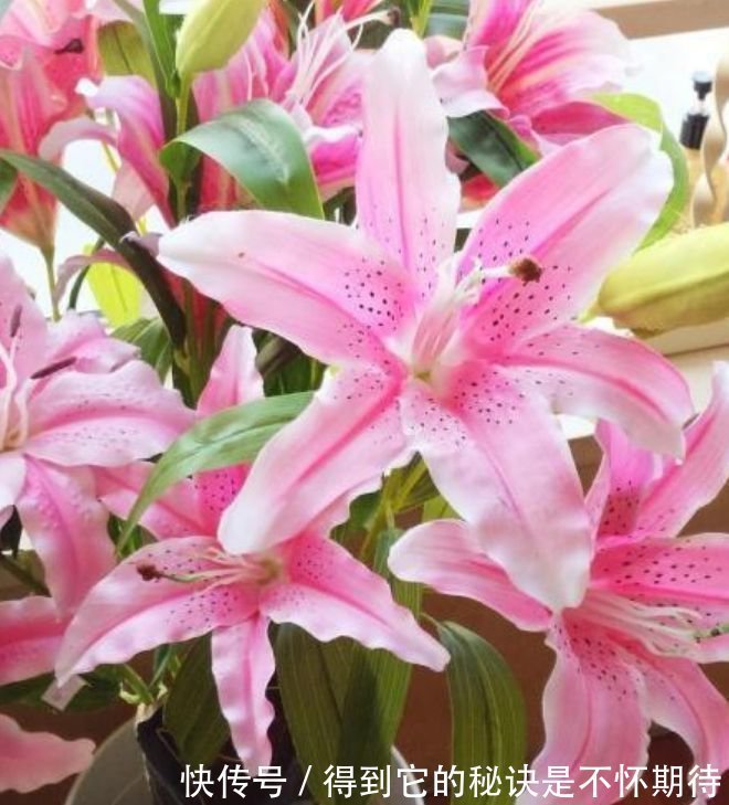 庭院选这几款花,花姿妖娆,香味扑鼻,一养就上瘾!