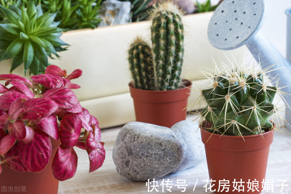 三角梅|这6种花适合小盆养,用小盆,少管它,反而越长越旺,花开爆盆