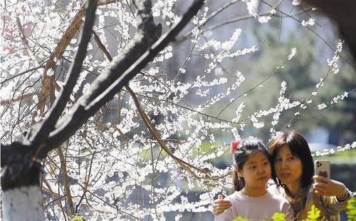 安涛|花开枝头春意浓