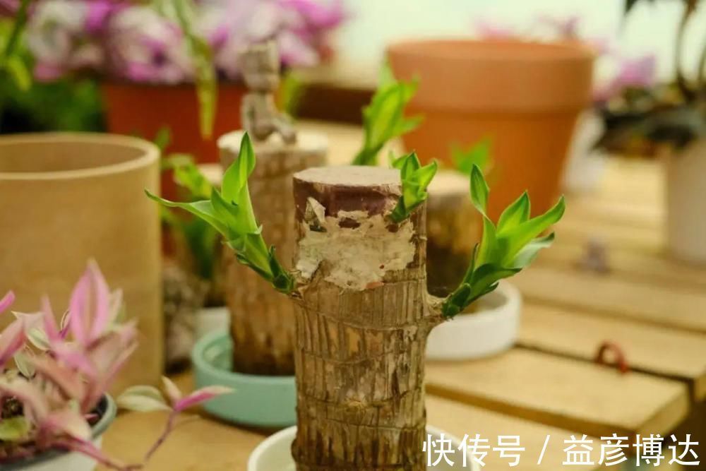 叶子|网上买的小木桩，泡水半个月，臭了还没长芽！