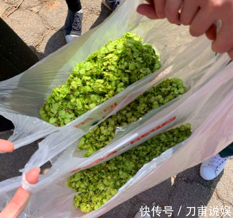 菠菜|春天唯一不含“草酸”的野菜,钙是菠菜3倍,正当季,不懂吃可惜