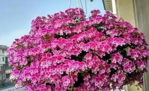 此款花卉，好养易爆盆，颜值高，开花多，花香四溢，香飘十里！