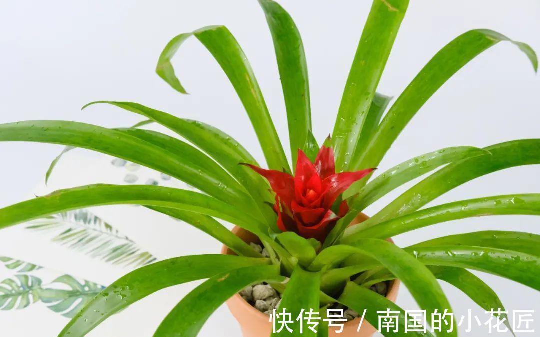 叶片|夏天怕晒的花,赶紧搬到阴凉地儿,再晒成枯杆了