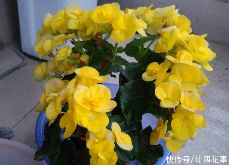 根系|这花冬天会“开挂”,养室内狂开花,一朵能开1个月,堪比塑料花