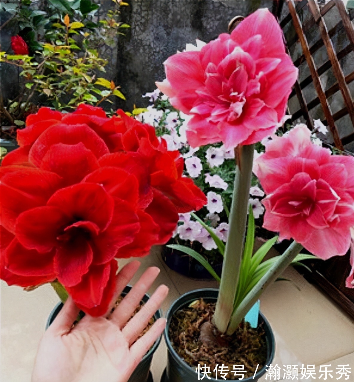 翻盆|4种花,春天“翻盆”要注意,用小盆才能多开花