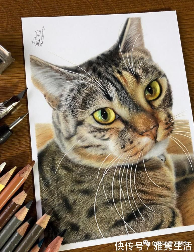 音海#超拟真动物画,每根毛发都这么细致,网友惊呼真假分不清