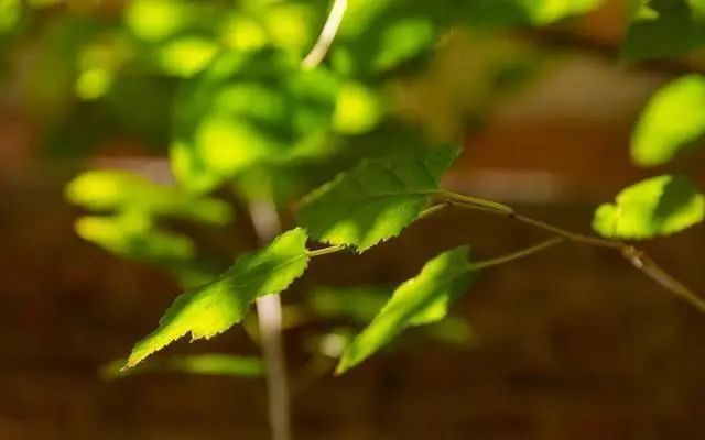 阳池穴|血糖高的人,饭后有3种表现,若一个不占,血糖还算稳定