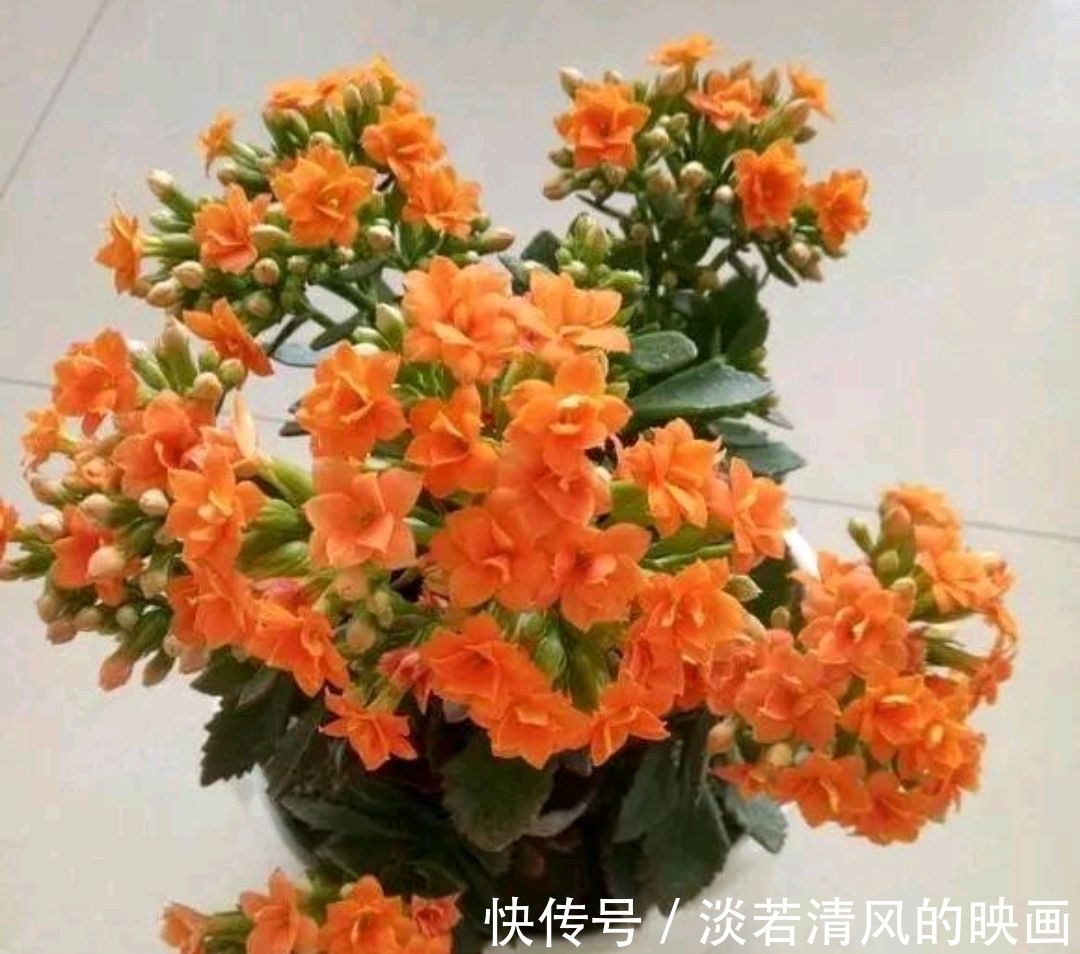 养长寿花，十月底，不要忽略几点管理