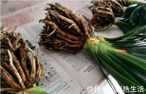 君子兰开花的关键在养根,做好这5点,让你开花不断