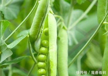 天天熬夜伤身体,肝补了吗3种食物,养肝护肝,肝好身体健康