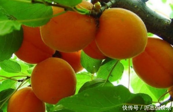 樹體|杏光澤肌膚、養(yǎng)顏美容，農(nóng)民種植掌握病害防治，收獲高產(chǎn)優(yōu)質(zhì)杏子