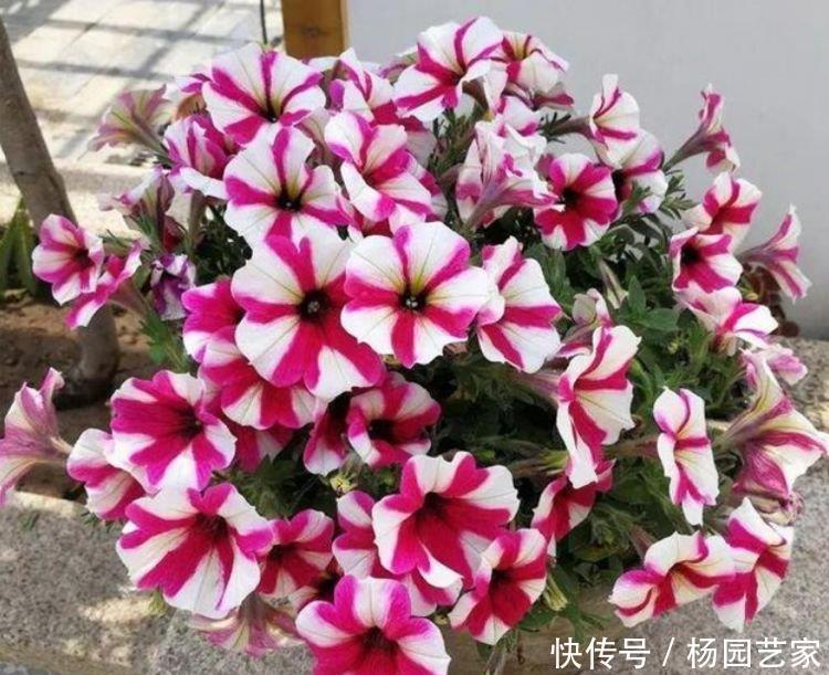  花友|4种花深受花友的喜欢，开花爆盆很简单，夏季也能疯长不停