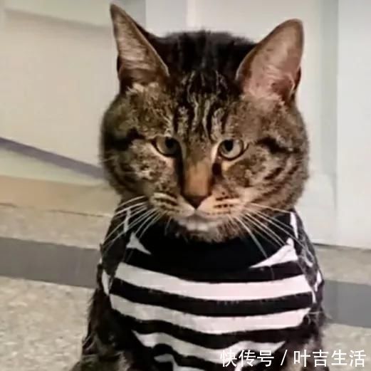 |王一博,张柏芝,郭麒麟都逃不过的段子手……