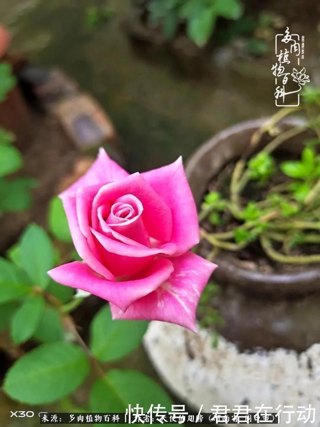 唯有植物,我的人生才不孤独!