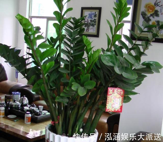 土豆根|养好金钱树,浇水“三年功”,伺候好土豆根,长满一盆“金钱叶”