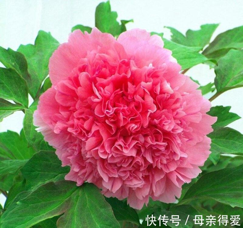 客厅|客厅见树,十家九富,6种富贵树,随便养一盆,子孙一直富