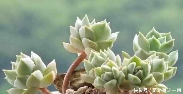 浇水|这6种多肉,不浇水都能爆盆,你能养死我不服!