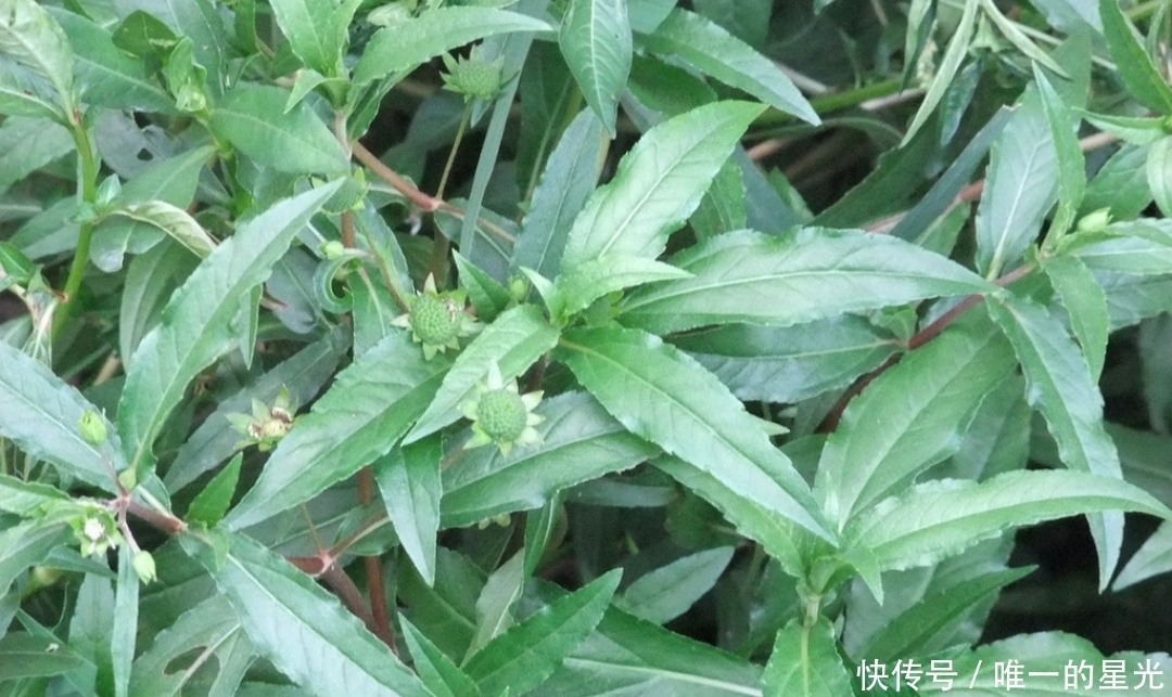 野菜|农村此类野菜对身体好,教大家认识一下,你认识几种纯天然食物