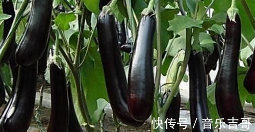 营养物质|爱吃的人最长寿,要多吃3种食物,抗疲劳,延缓衰老,早吃早好