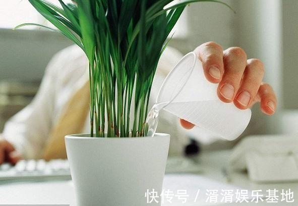 浇花|春天浇花用1种“水”，越浇盆土越松软，花卉根旺叶绿、不黄叶