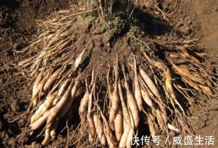 急性|农村野草,生长在水沟边,却没想到是珍贵的药材