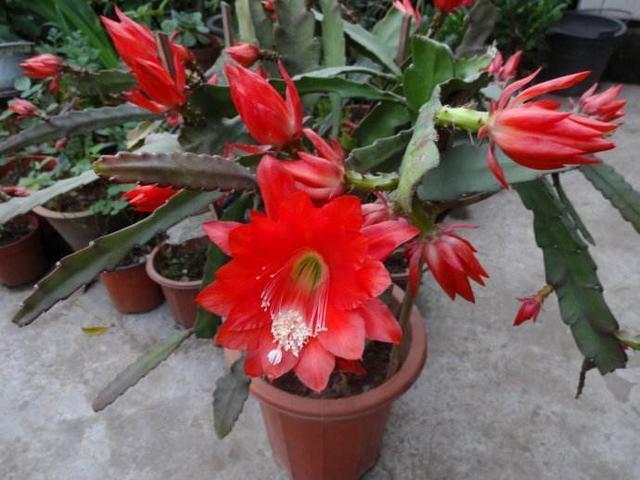 假荷花|这花都叫它“假荷花”，放在土里好生长，开花大朵红艳艳！