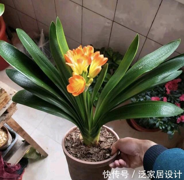 养了10年花，才知道鸡蛋壳这么处理后，不生虫、肥效足，养啥旺啥