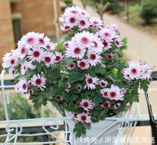 植物|此种“开花水”,浇花很灵,花苞呼呼冒出来,比激素还管用!