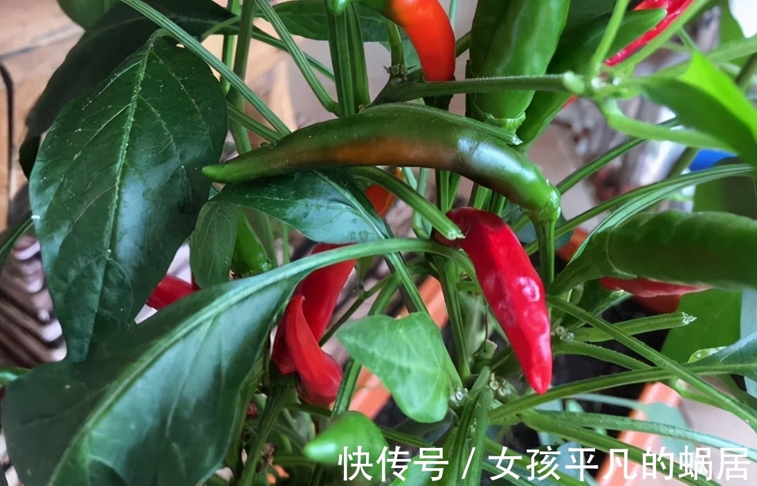 厨房里的油桶一个一个洗刷干净,拿来养花,省钱又好用