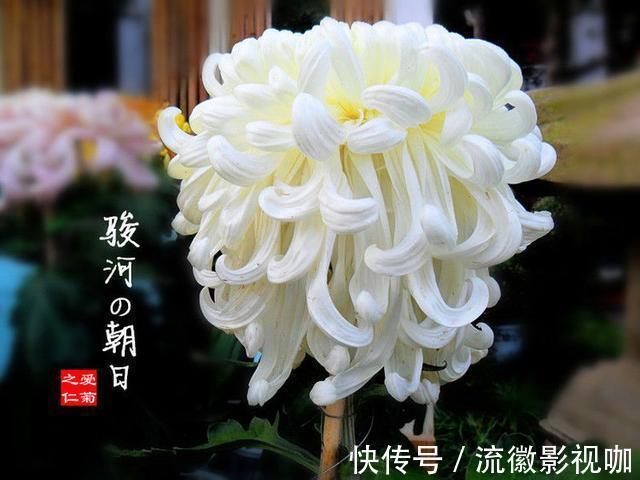 喜欢牡丹，不如养“优良月季”索尼亚里基尔，花繁叶茂，赏心悦目