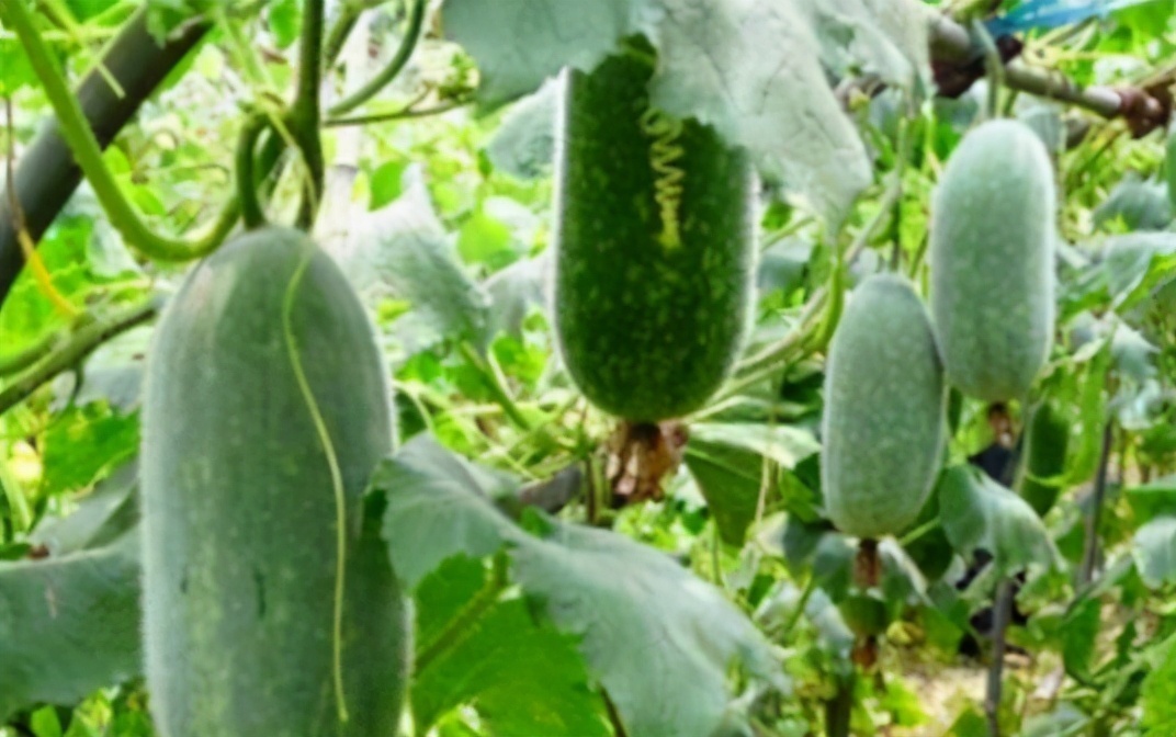 衰老|中年人可以多吃3种食物，补充营养、延缓衰老，身体棒棒哒！