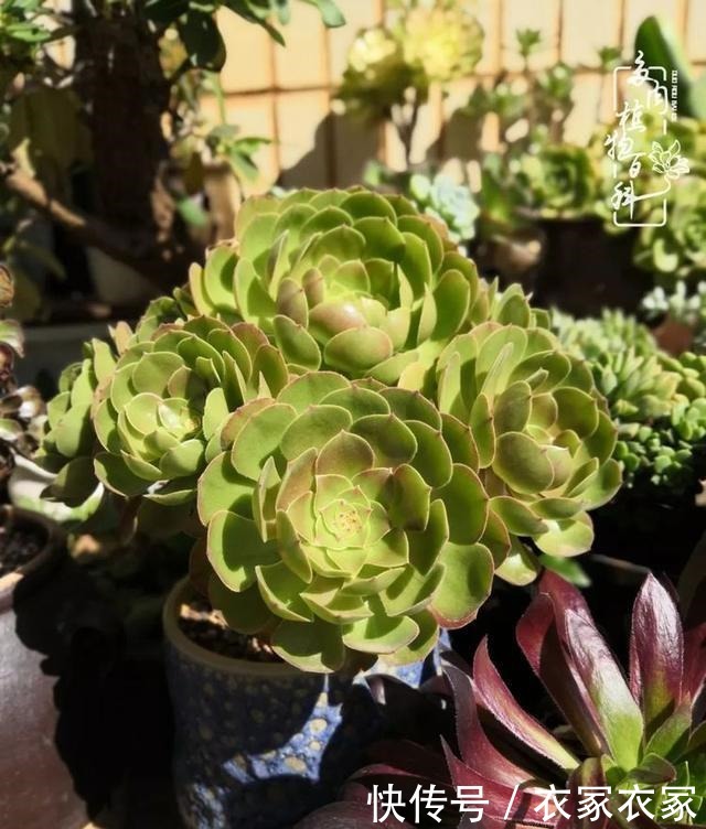 如何让多肉变美看看我是如何宠它们的!如何让多肉变美看看我是如何宠它们的!