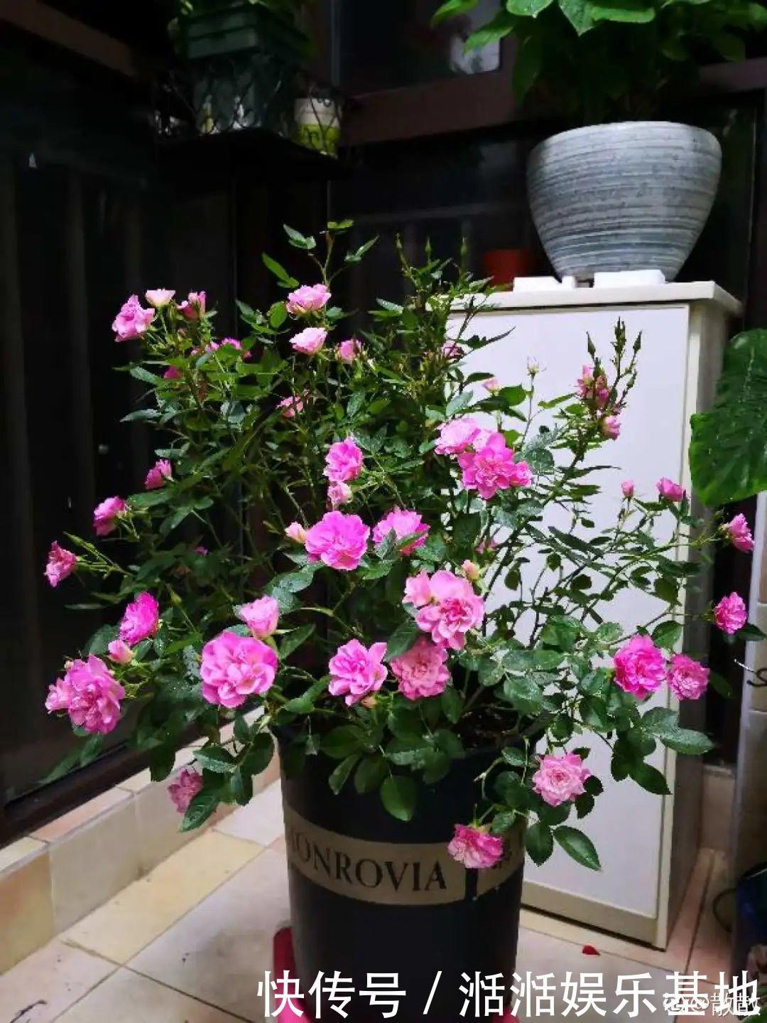 大爷家荷花种在花盆里，1次开花20朵，比巴掌还大！