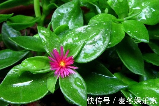 红花绿叶|喜欢玫瑰,不如养“高端玫瑰”永远的莫斯科,色泽鲜艳,艳压群芳