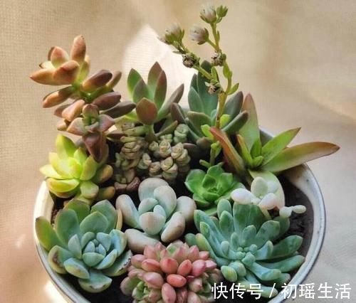 多肉可爱招人喜欢,怎么养得好,其实有方法