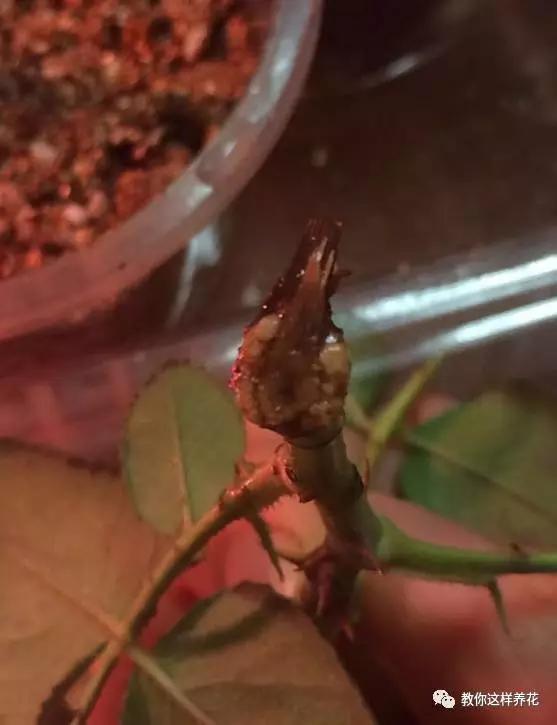 养花技巧学会这种扦插法，插什么活什么，太简单了！