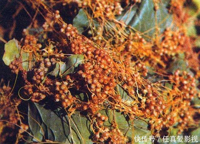 这种野草是寄生植物,藤条满山爬,价值珍贵作用多,人称黄丝藤