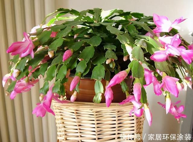 开花|蟹爪兰迟迟不肯开花,遇到这种情况,这几点需要格外注意