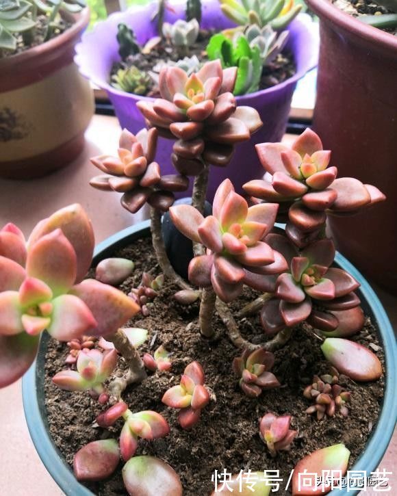 多肉植物|拯救病态的多肉，这3种问题，经常遇到，不加以改善，全部死翘翘