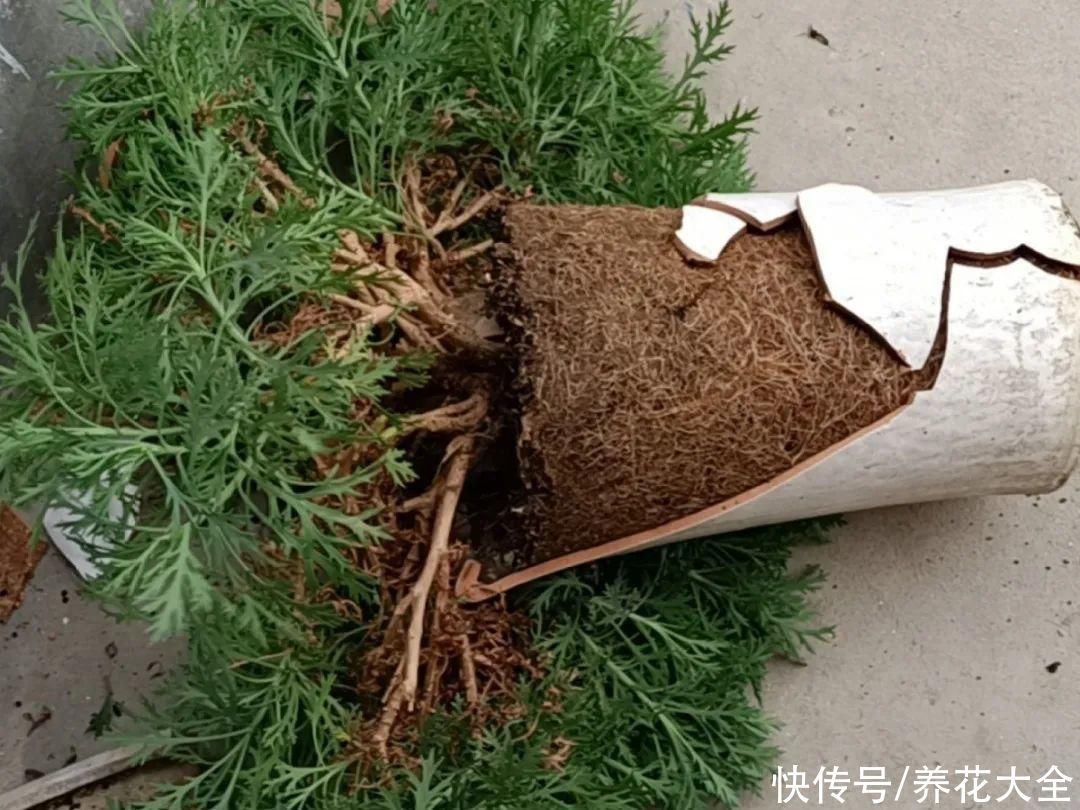 花出现7种情况，必须换盆，否则花活不过春天