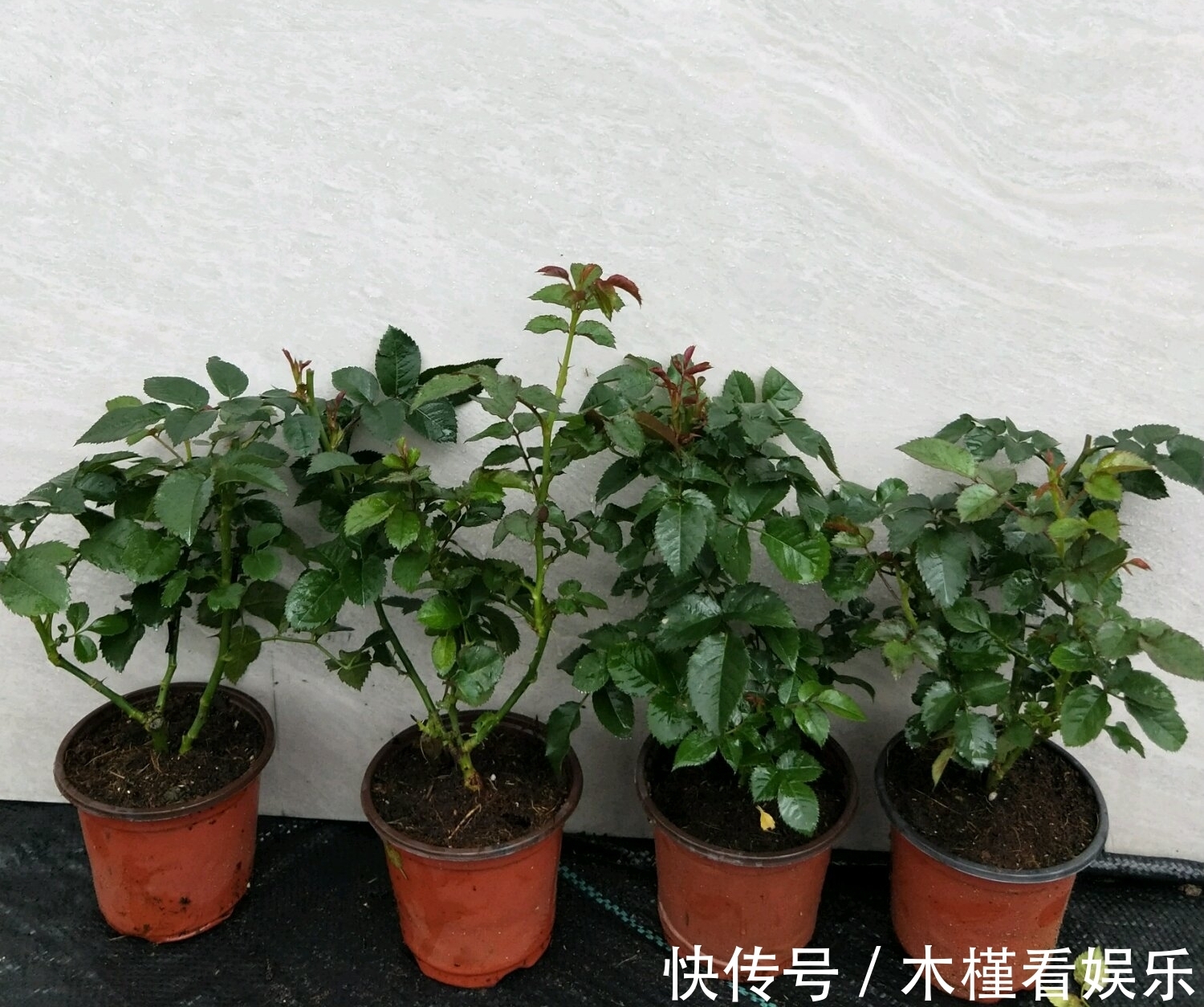 营养|月季扦插的弱苗怎样养壮实营养是关键，光照不能少，养根是基本